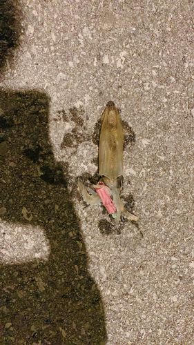 ヒイカの釣果
