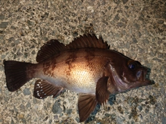 メバルの釣果
