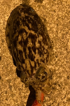 コウイカの釣果