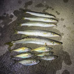 カマス