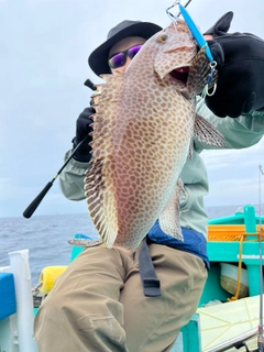 オオモンハタの釣果