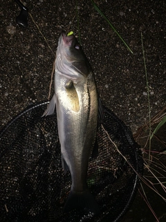フッコ（マルスズキ）の釣果