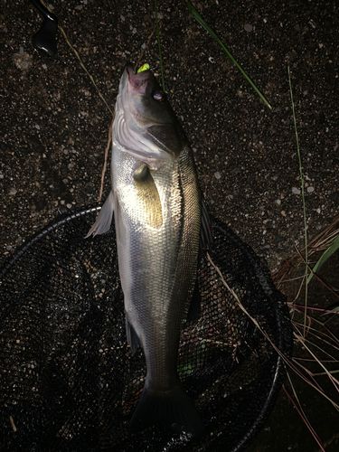 フッコ（マルスズキ）の釣果