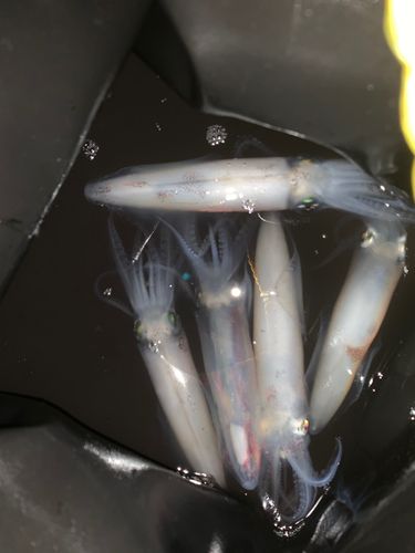 マメイカの釣果