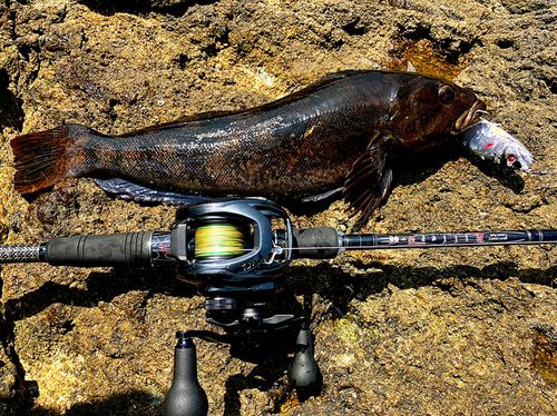 アイナメの釣果