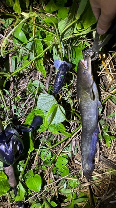 マナマズの釣果