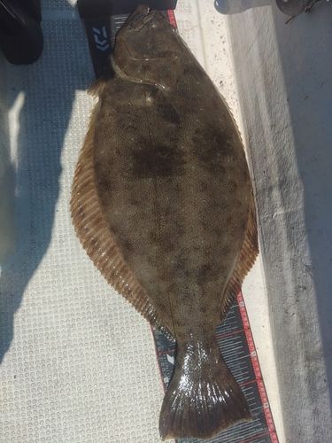 ヒラメの釣果