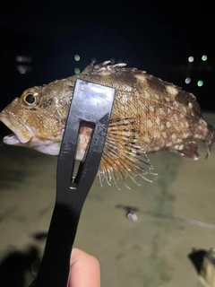 カサゴの釣果