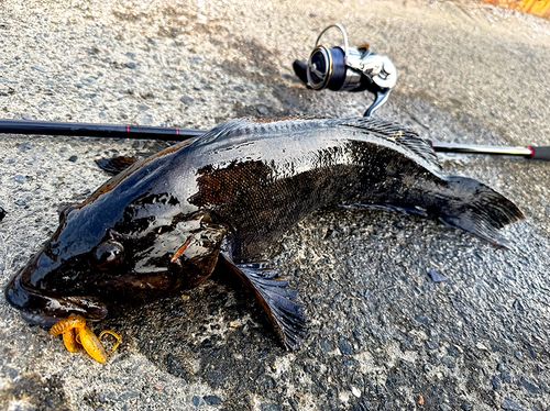 アイナメの釣果