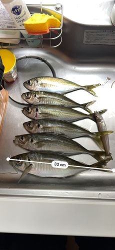 アジの釣果