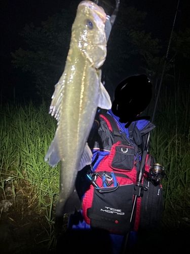 セイゴ（マルスズキ）の釣果