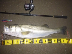 スズキの釣果