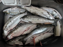 サクラマスの釣果