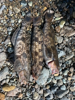 アイナメの釣果