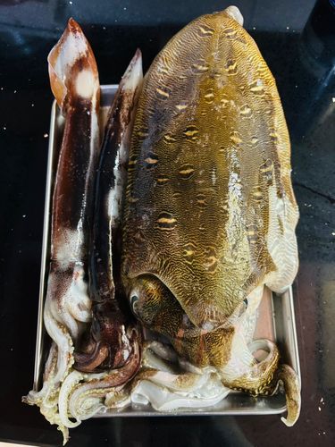 モンゴウイカの釣果