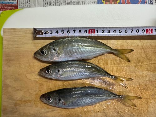 アジの釣果