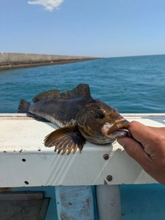 アブラコの釣果