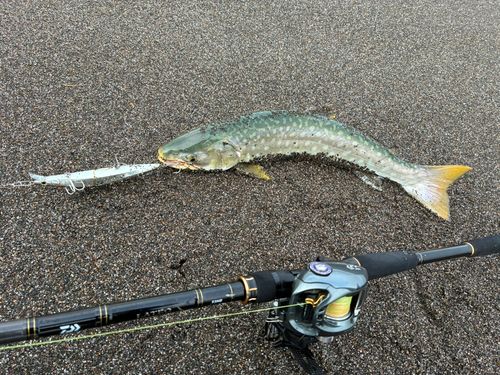 アメマスの釣果