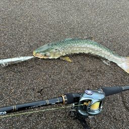 アメマス
