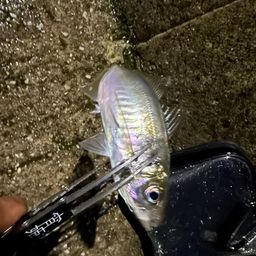アジ