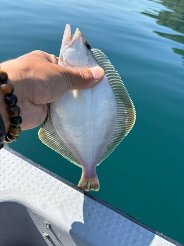 ソウハチの釣果