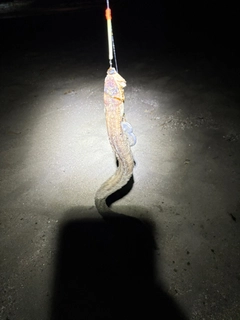 マアナゴの釣果