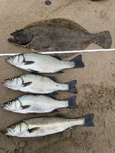 ヒラメの釣果