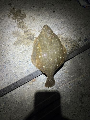 イシモチの釣果