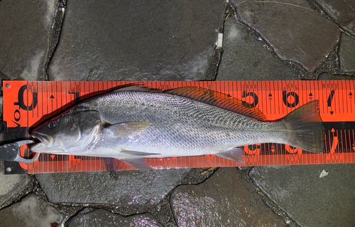 ニベの釣果