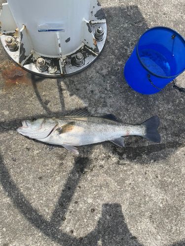 シーバスの釣果