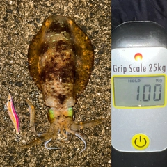 アオリイカの釣果