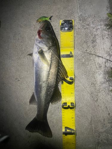 シーバスの釣果