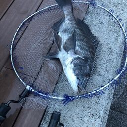 クロダイ