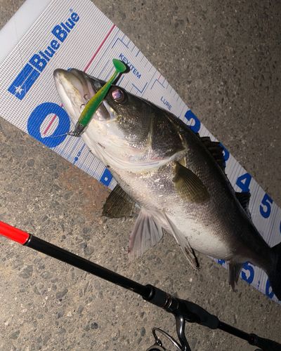 スズキの釣果