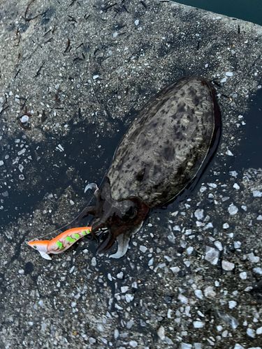 コウイカの釣果