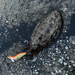 コウイカ