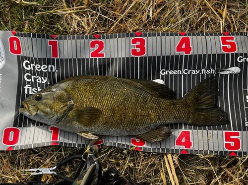 スモールマウスバスの釣果