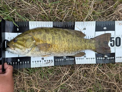 スモールマウスバスの釣果