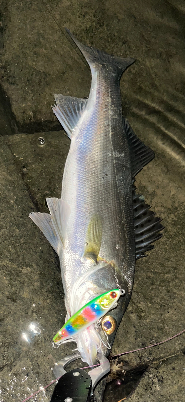YAMAGA Blanks アーリー・フォーシーバス 97MMHの最安値