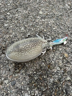 シリヤケイカの釣果