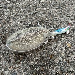 シリヤケイカ
