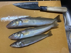 シロギスの釣果
