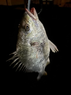 キビレの釣果