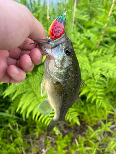 ラージマウスバスの釣果