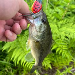 ラージマウスバス