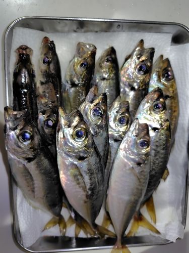 アジの釣果