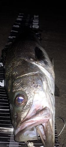 スズキの釣果
