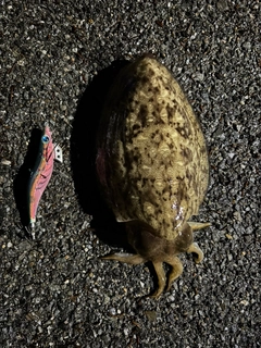 コウイカの釣果