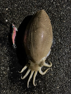 コウイカの釣果