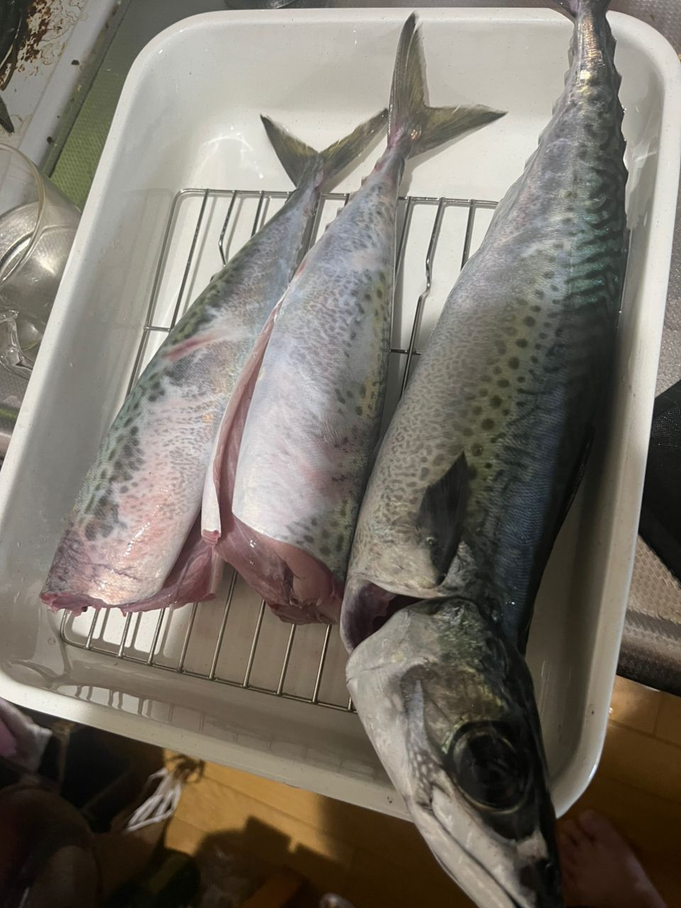 みっちー３５８さんの釣果 3枚目の画像